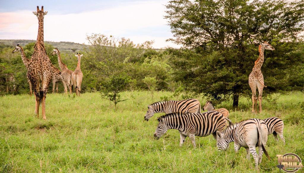 Thula Thula Exclusive Private Game Reserve & Lodge Ntambanana ภายนอก รูปภาพ