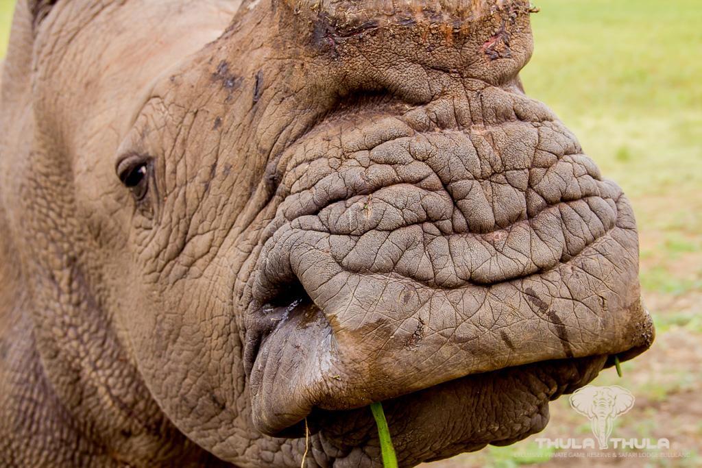 Thula Thula Exclusive Private Game Reserve & Lodge Ntambanana ภายนอก รูปภาพ