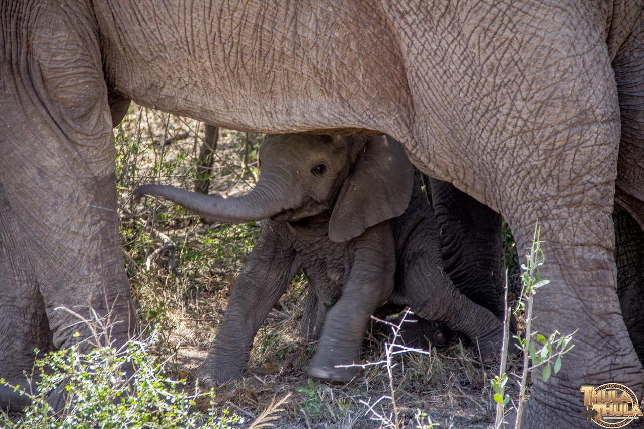 Thula Thula Exclusive Private Game Reserve & Lodge Ntambanana ภายนอก รูปภาพ